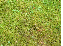 Lawn Moss Control Cures and Prevention